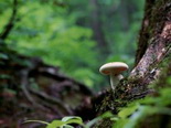 Champignon en forêt Champignon en forêt